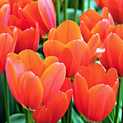 Тюльпан Florium Avignon (12708) - фото 2 Тюльпан Florium Avignon (12708) - фото 2