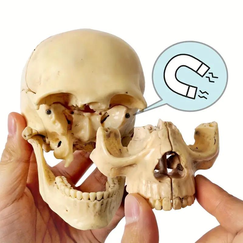 Анатомическая модель человеческого черепа разборная 15 частей 1/2 (50456) - фото 2 Анатомическая модель человеческого черепа разборная 15 частей 1/2 (50456) - фото 2