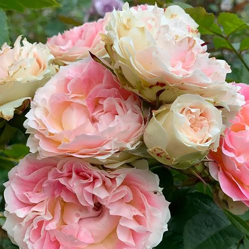 Саженцы роз Цезарь привитый 2-летний (6307)