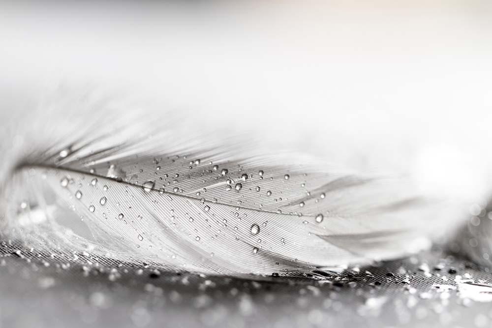 Фотообои Artside Перо 262846943 Фотообои Artside Перо 262846943
