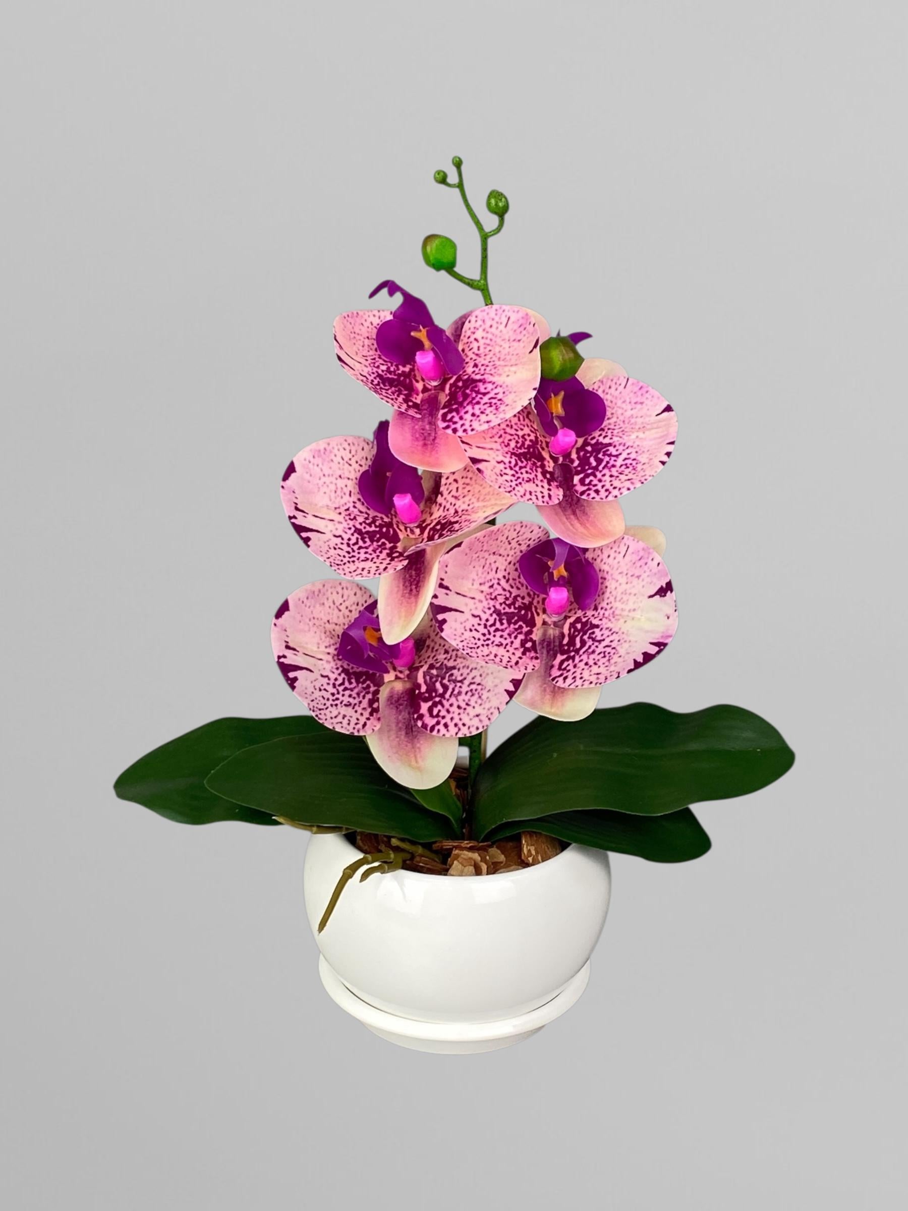 Композиция на одну веточку из орхидеи в белом керамическом кашпо 35 см Кремовый с фуксионным принтом (А275)