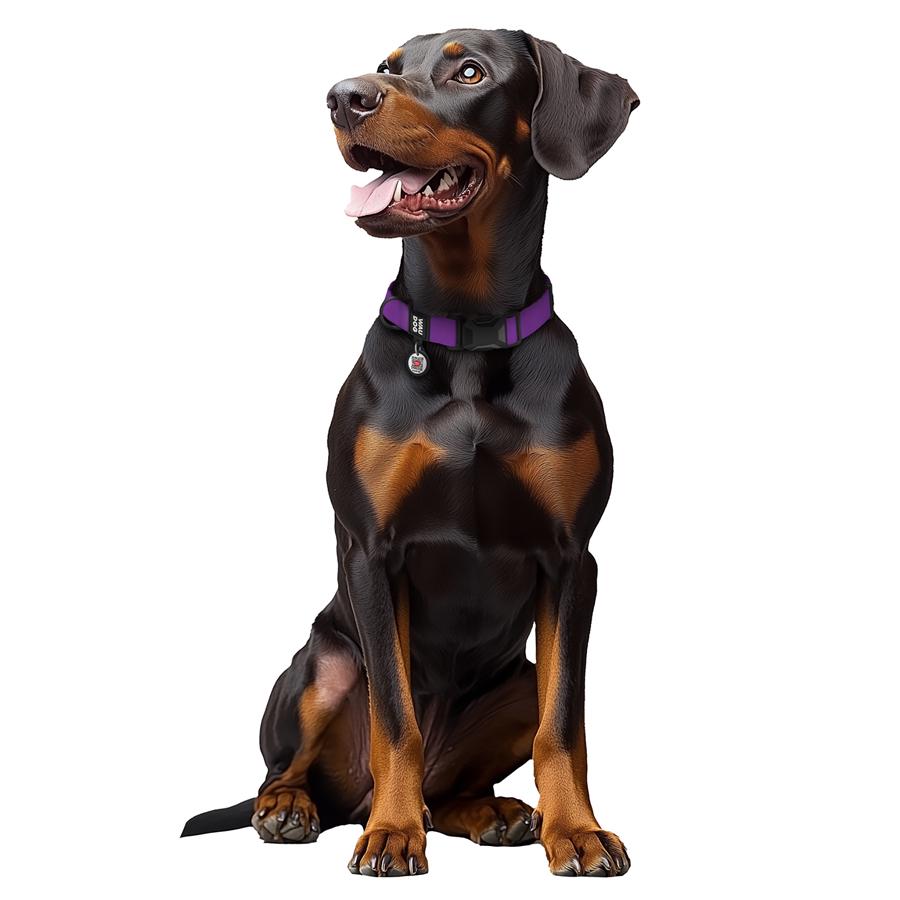 Нашийник для собак водостійкий Waudog Magnet магнітна пряжка-фастекс L 25 мм 34-49 см Purple (27969) - фото 4 Нашийник для собак водостійкий Waudog Magnet магнітна пряжка-фастекс L 25 мм 34-49 см Purple (27969) - фото 4