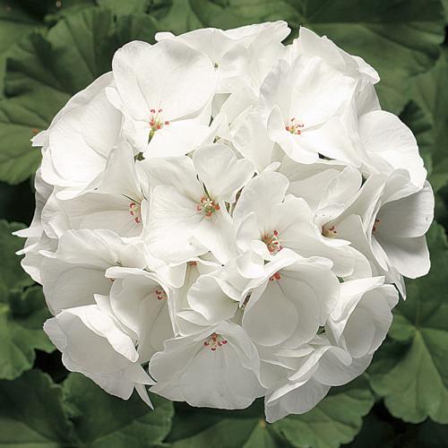 Семена цветов Syngenta Пеларгония Ringo 2000 F1 White 250 шт. (BN01682-2)