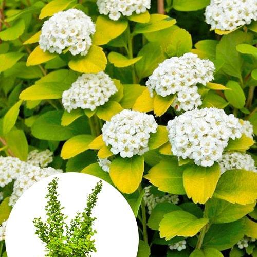 Саджанець Спірея Tor Gold С2 березолистна 2-річна 20-40 см (176823)