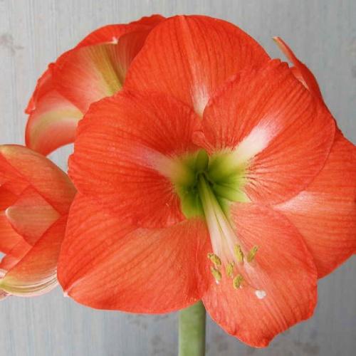 Амариллис Florium Nagano (6543) - фото 2 Амариллис Florium Nagano (6543) - фото 2
