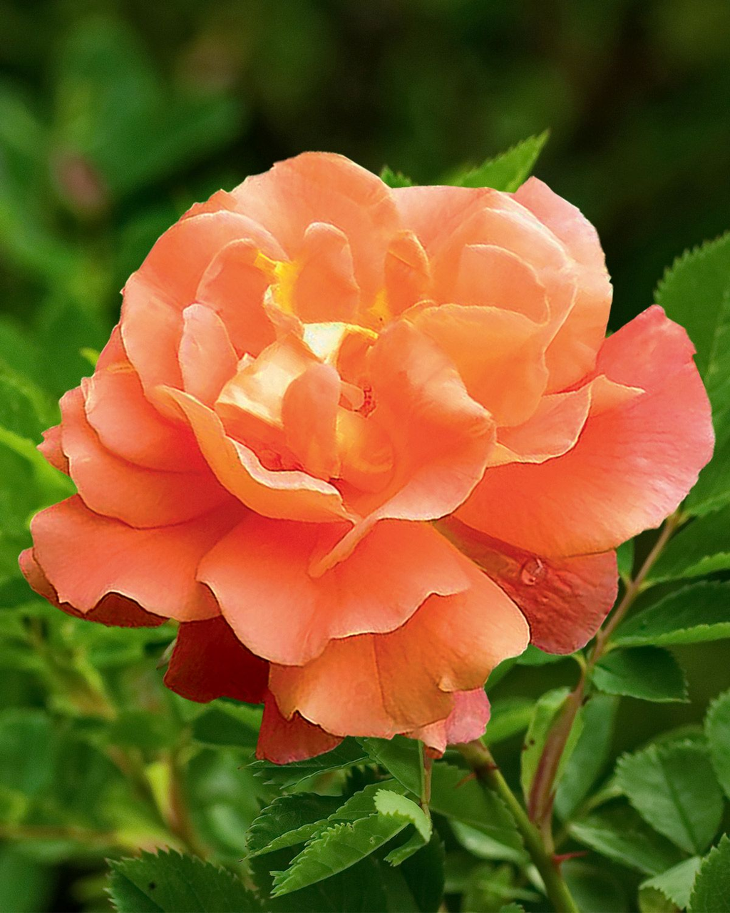 Троянда паркова Яскрава Вестерленд (13324)