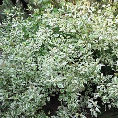 Кизил Florium Elegantissima (3246)