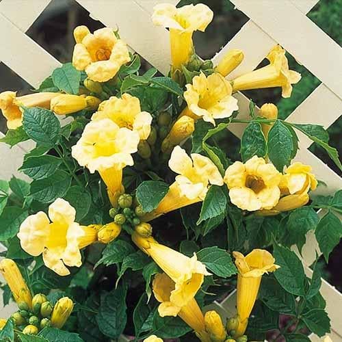 Кампсис Florium Radicans Flava (12997)