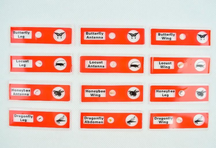 Набор микропрепаратов Sigeta Entrance насекомых/растение/животных 36 шт. (24116) - фото 7