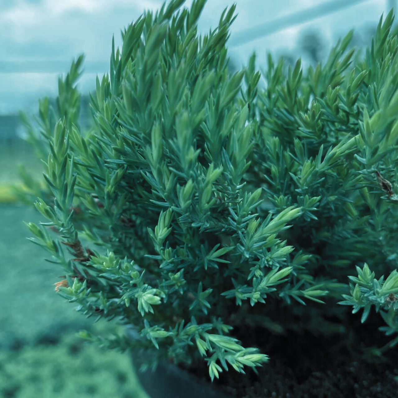 Можжевельник горизонтальный Juniperus horizontalis Blue Forest С2 (2635128552)