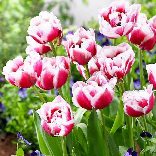 Тюльпан Florium Gerbrand Kieft (3578)