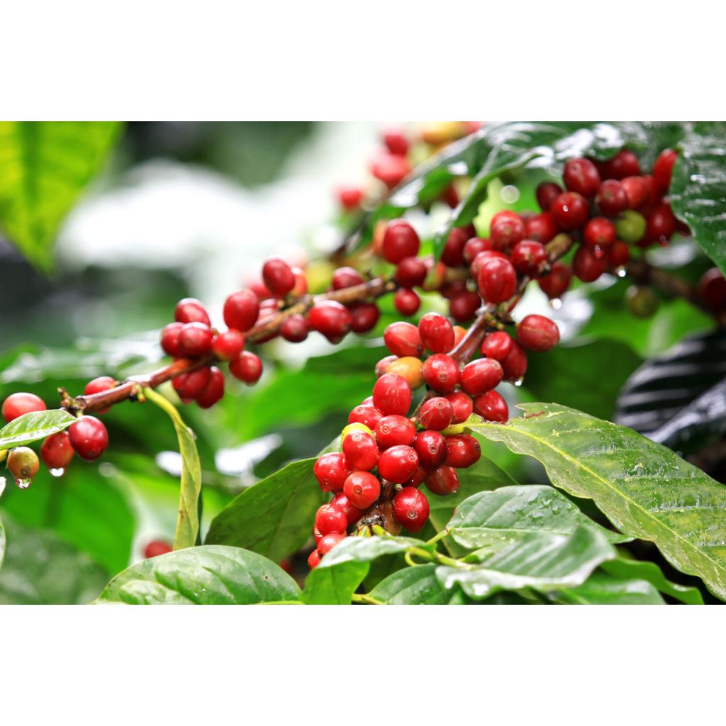 Кава свіжообсмажена arabica peru 500 г (168-65106) - фото 4 Кава свіжообсмажена arabica peru 500 г (168-65106) - фото 4
