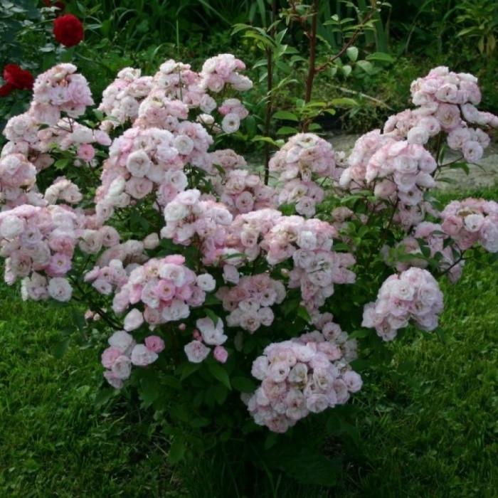 Роза Bouquet Parfait Мускусный гибрид (2669455771) Роза Bouquet Parfait Мускусный гибрид (2669455771)
