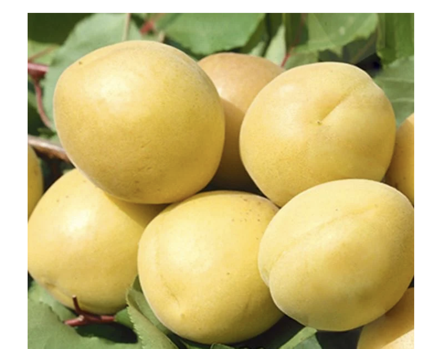 Саджанець абрикоса Ананасний Середньоспілий сорт (2075117301)