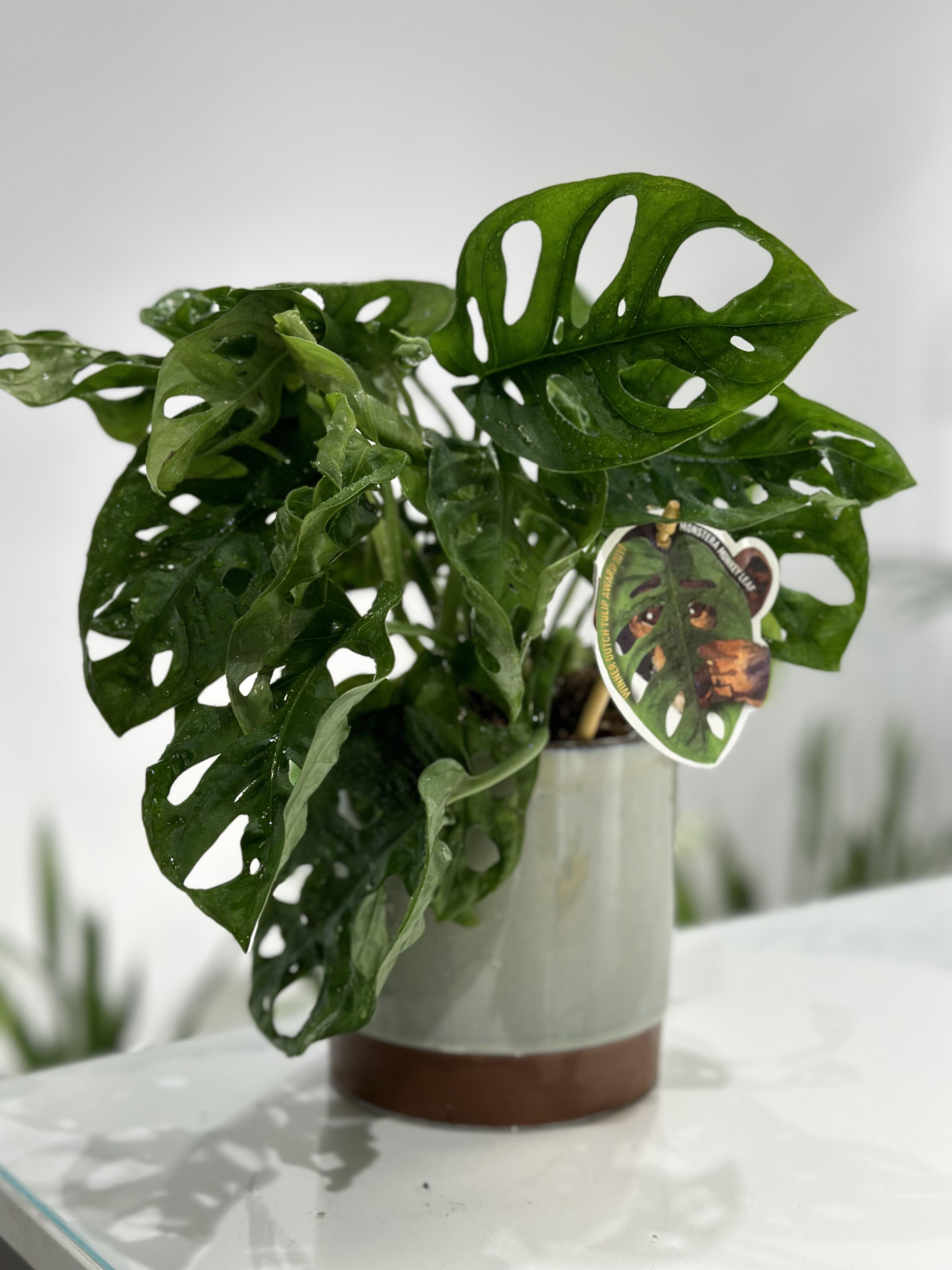 Монстера Манкі Адансона (27785837)