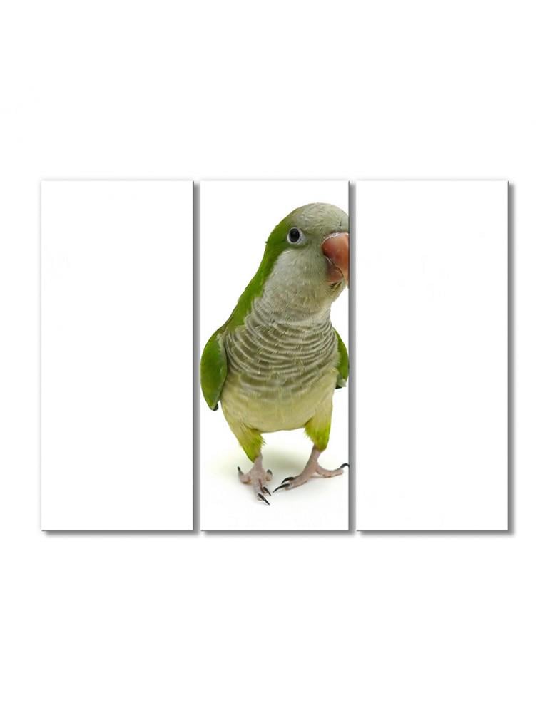 Картина модульная Попугай монах 3 модуля 50x75 см