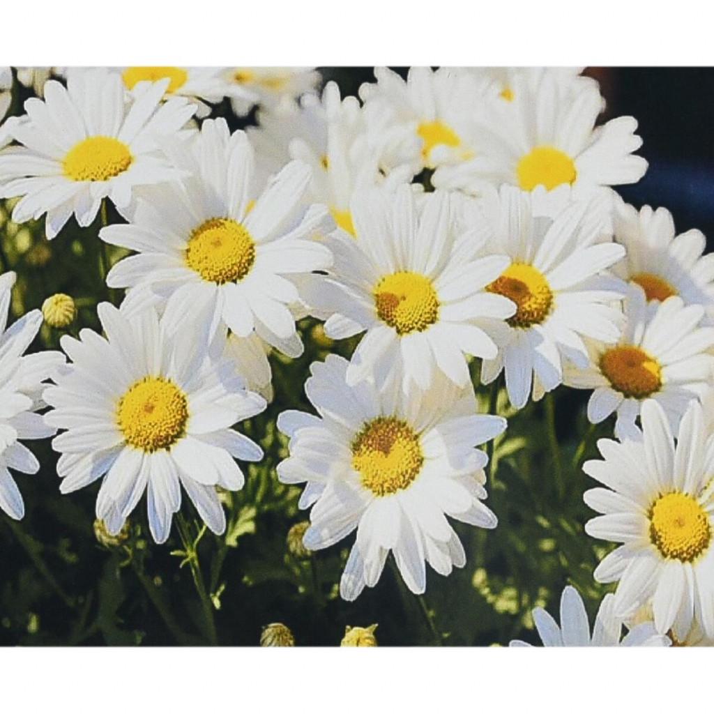 Бриллиантовая мозаика по номерам Стратег Удивительное сияние ромашек на холсте 30х40 см Белый с зеленым (150-98-HEG88132)