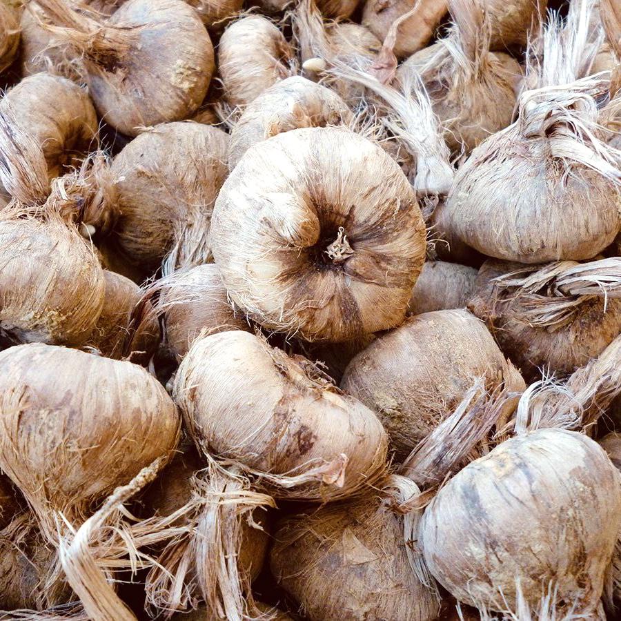 Шафрановый крокус луковица 120 шт. (RS-00354) - фото 2