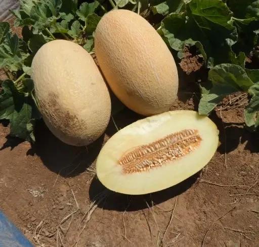 Насіння Диня Enza Zaden DAKARO F1 500 шт. (2289482269.5) Насіння Диня Enza Zaden DAKARO F1 500 шт. (2289482269.5)