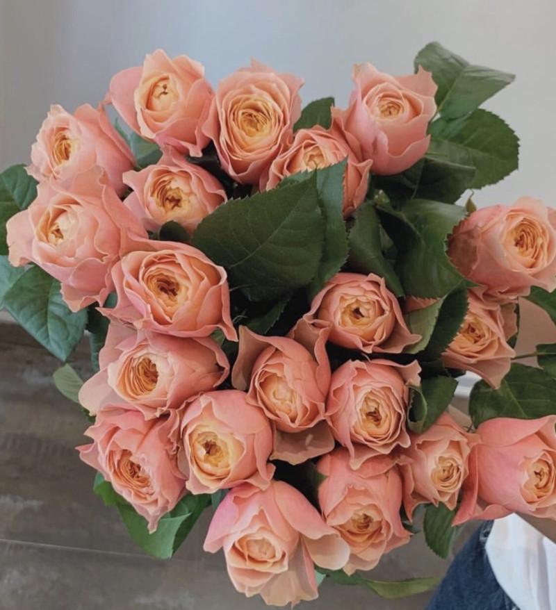 Роза Velet Romantic Vuvuzela Чайно-гибридная в контейнере (2669429367)
