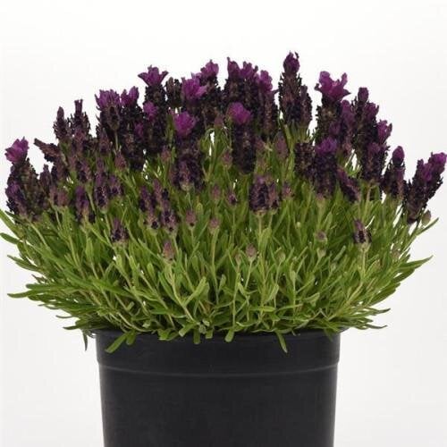 Семена цветов Лаванда BANDERA Deep Purple Kieft Seed 100 шт. (BN10171-3)