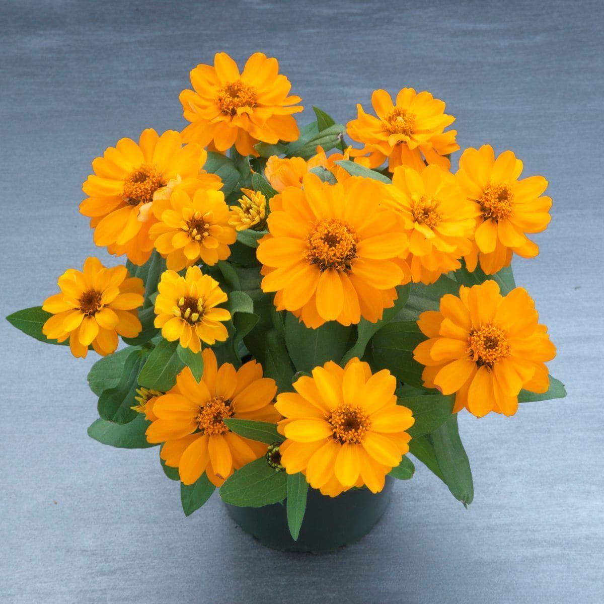 Семена цветов Takii Циния Belize Double F1 Orange 50 шт. (BN12510-3)