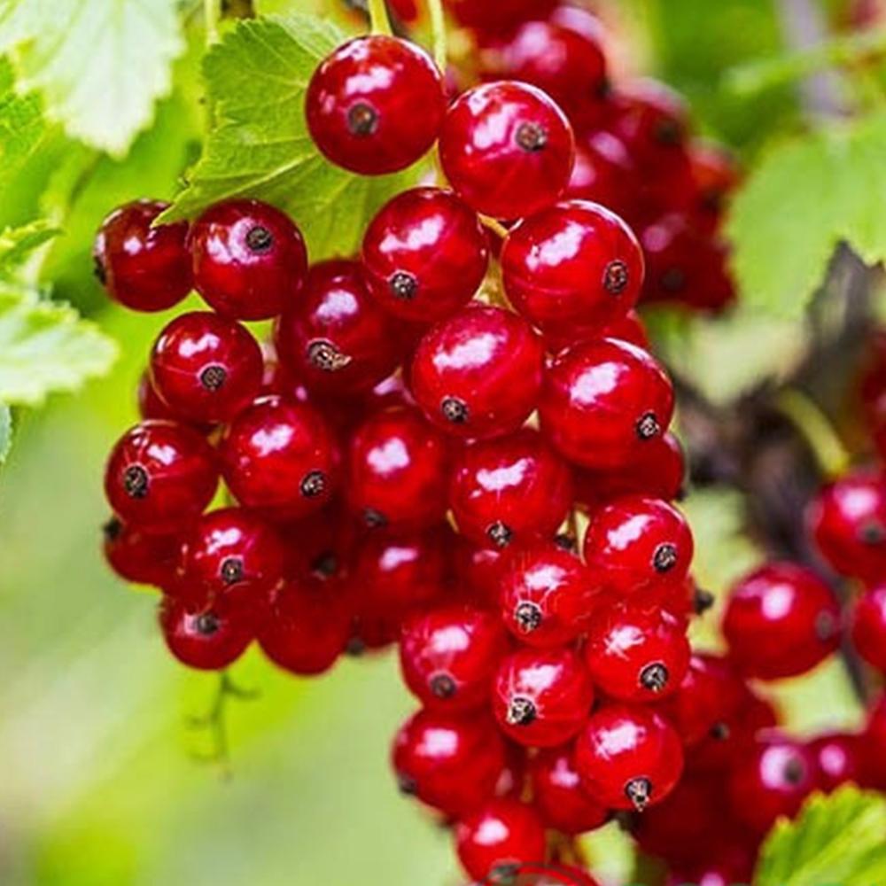 Саджанець смородини Дарниця (14964945)