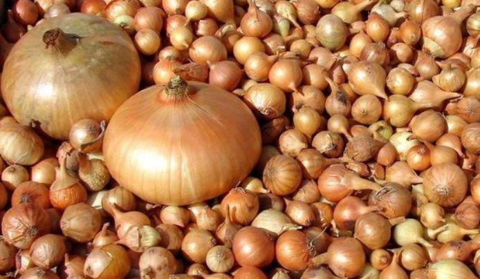 Лук севок ТОР Onions Штутти 8-21 мм 100 г (1820492216)