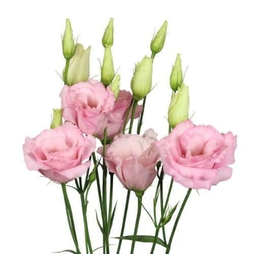 Семена цветов Эустома Лизитанус Mariachi Light Pink Sakata 50 шт. (BN13269-3)