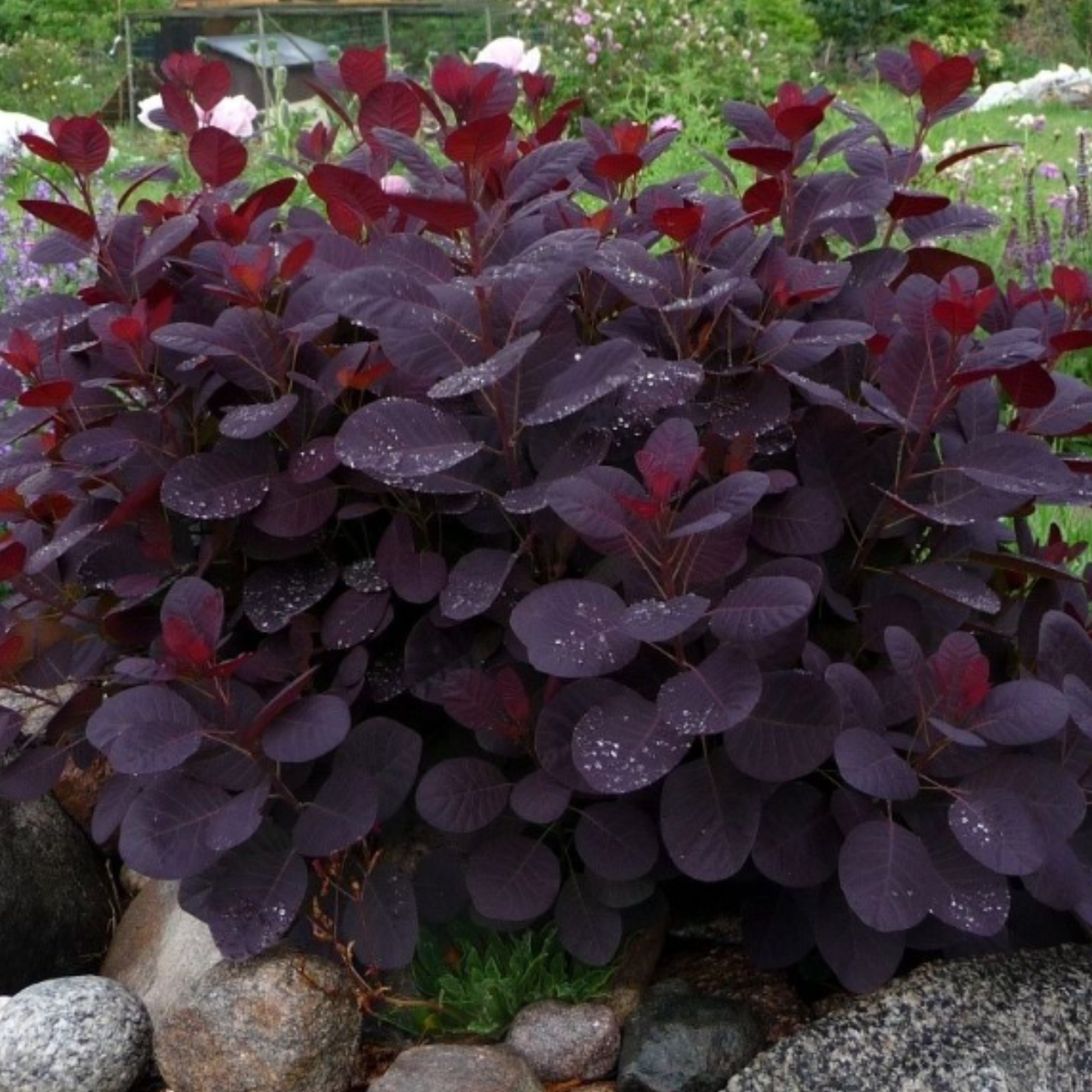 Скумпия кожаная Lilla Royal Purple С3 карликовая разновидность (2671078930)