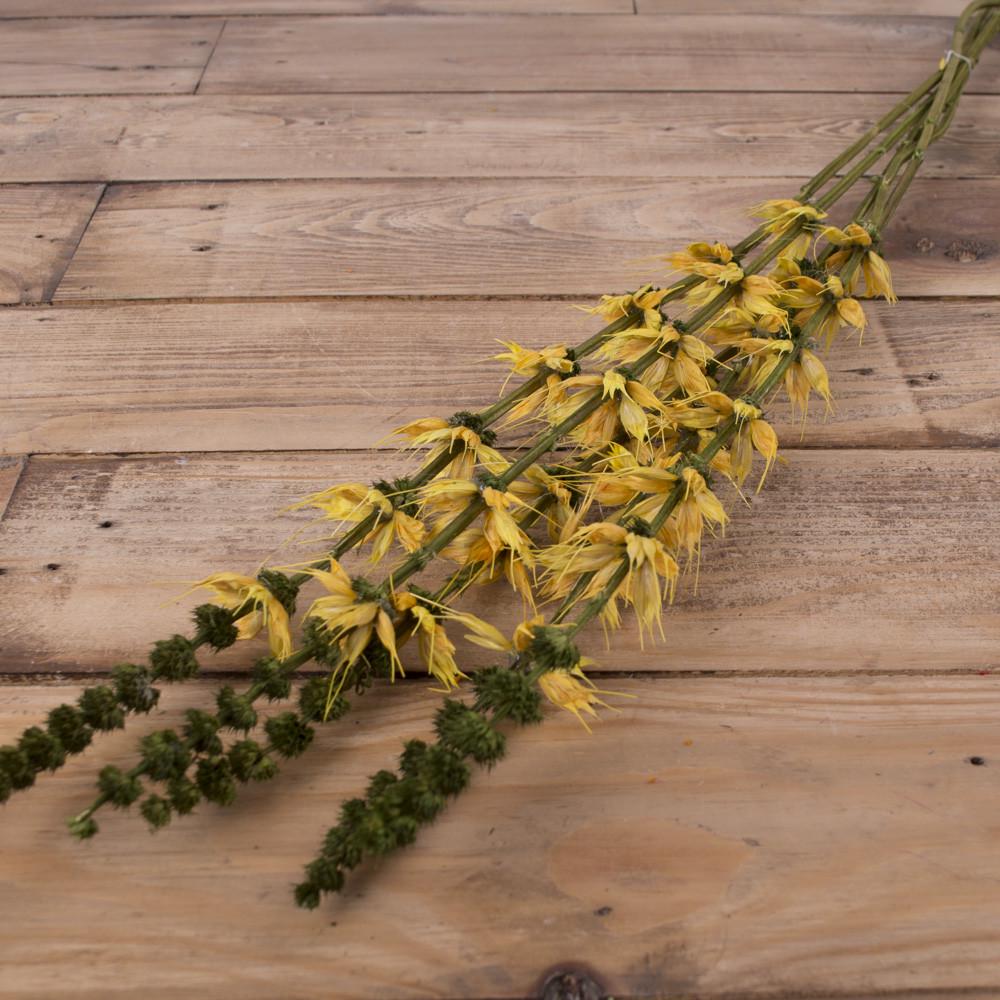 Сухоцвет сальвия Желтый (2841-4)