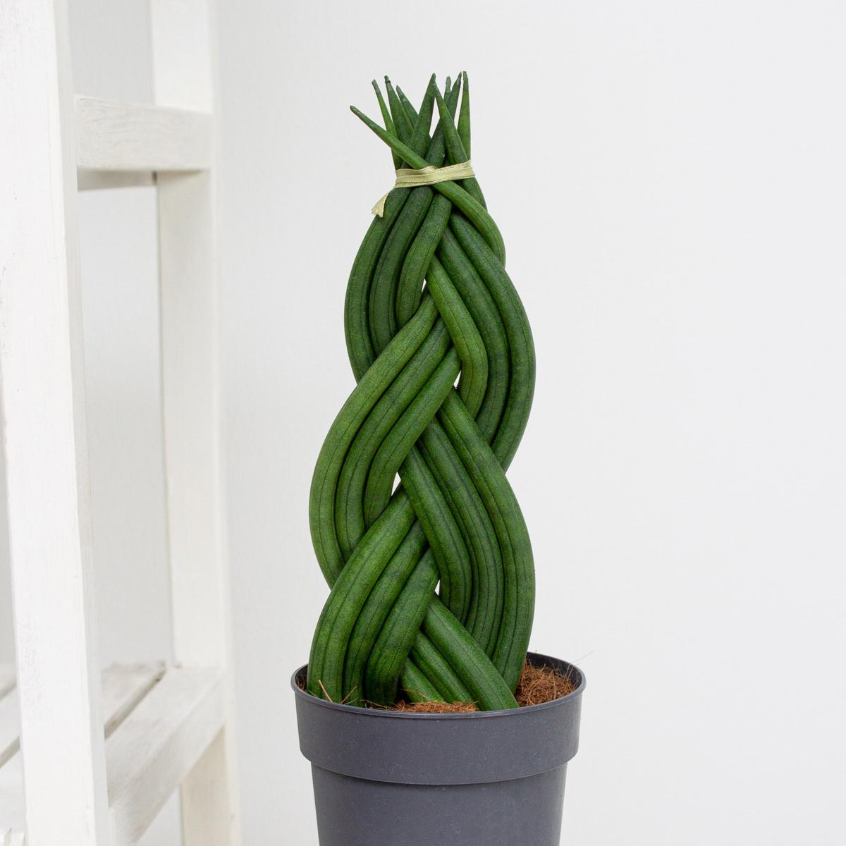 Сансевиерия Цилиндрика 9/20 см (2684492120) - фото 2