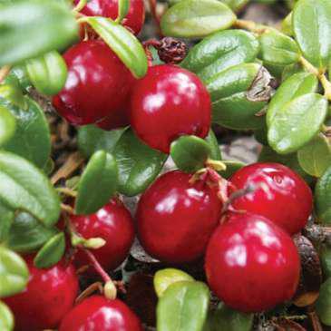 Саженец клюквы Ховес средне-поздняя кисло Р9 (644501628) - фото 2 Саженец клюквы Ховес средне-поздняя кисло Р9 (644501628) - фото 2