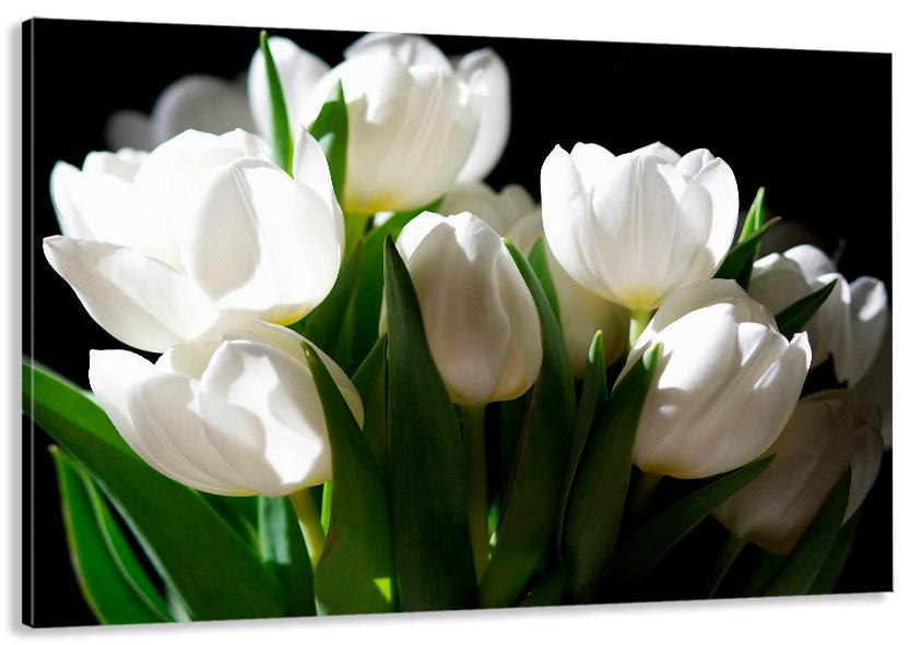 Картина на холсте в гостиную/спальню Белые тюльпаны 60х100 см (MLP_129)