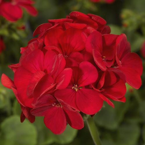 Насіння квітів Syngenta Пеларгонія садова Multibloom Red 1000 шт. (BN01650)