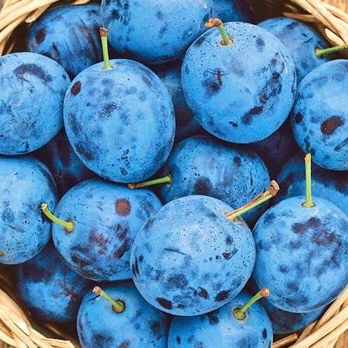 Сажанец Слива Эмпресс (40013)