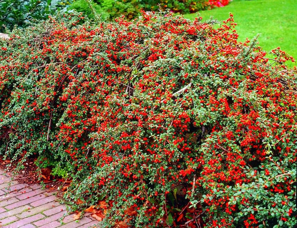 Кизильник горизонтальный Cotoneaster horizontalis 1 шт. (38286005) - фото 4