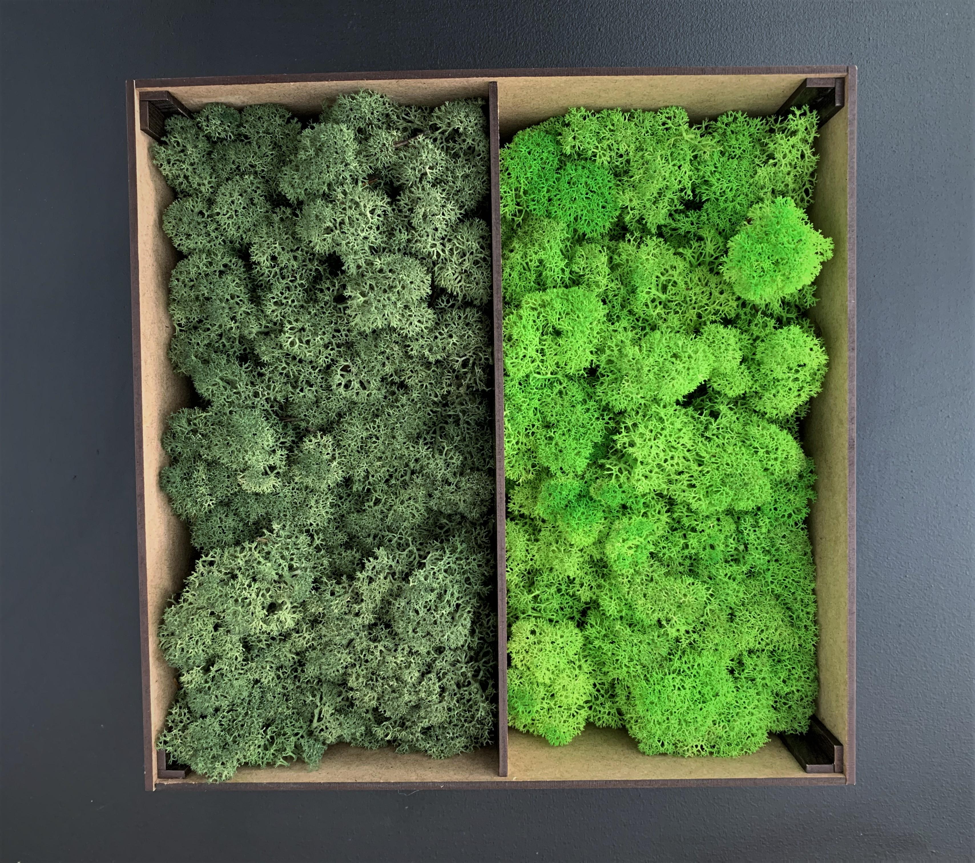 Мох стабілізований норвезький ягель 2 кг Зелений (27320644) - фото 5 Мох стабілізований норвезький ягель 2 кг Зелений (27320644) - фото 5