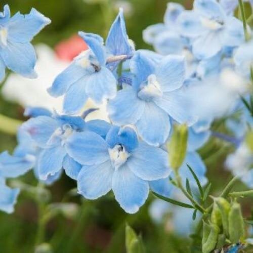 Семена цветов Дельфиниум Summer Blues Benary 100 шт. (BN04182-3)
