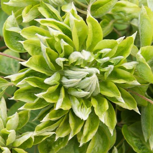Клематис Green Passion Florium