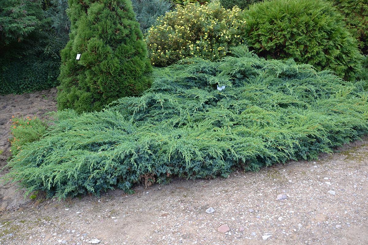 Можжевельник чешуйчатый Сорт Juniperus squamata Blue Swede 20-30 см (17551019)