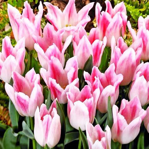 Тюльпан Florium Holland Chic (3285) - фото 2 Тюльпан Florium Holland Chic (3285) - фото 2