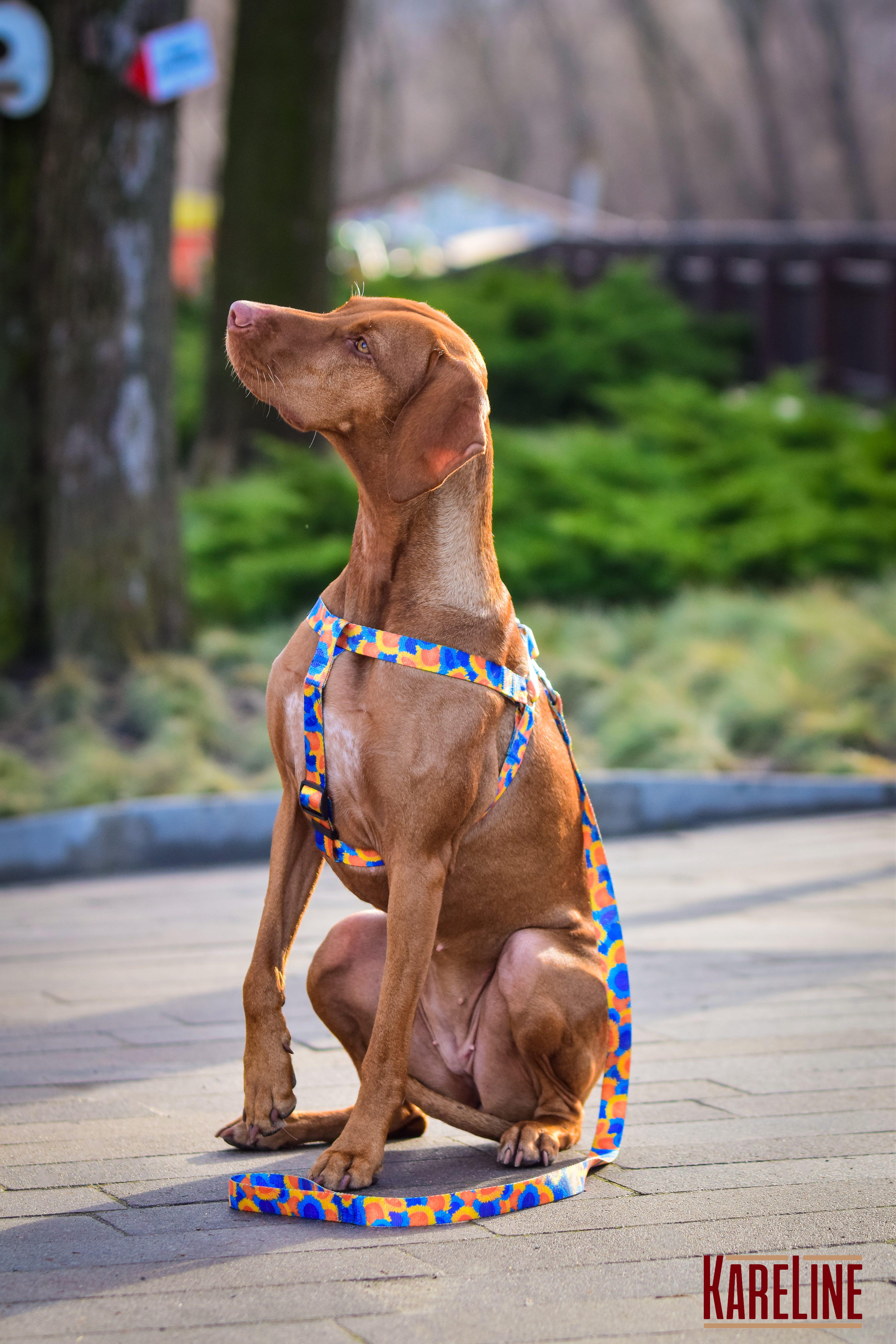 Шлея KareLine SUNFLOWERS з нейлону з візерунком та пластиковою пряжкою 15 мм А 350-480 мм В 400-570 мм (0817/12) - фото 6 Шлея KareLine SUNFLOWERS з нейлону з візерунком та пластиковою пряжкою 15 мм А 350-480 мм В 400-570 мм (0817/12) - фото 6