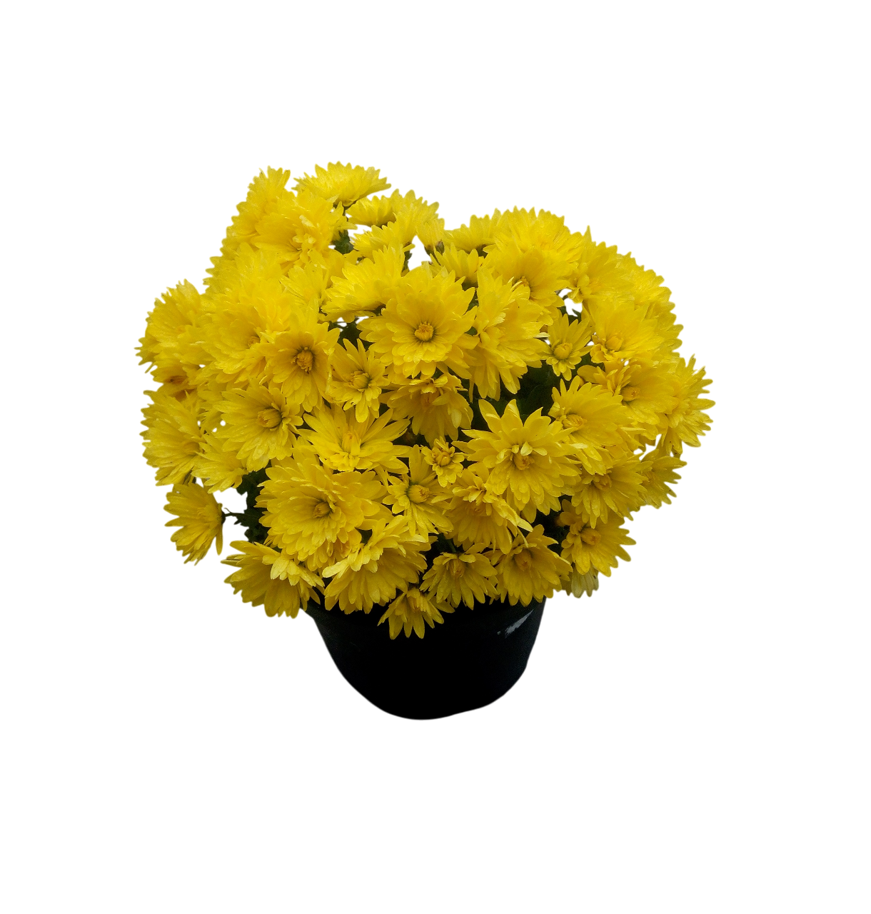 Хризантема мелкоцветная Conaco Yellow саженец горшечная Р7 (27188050)