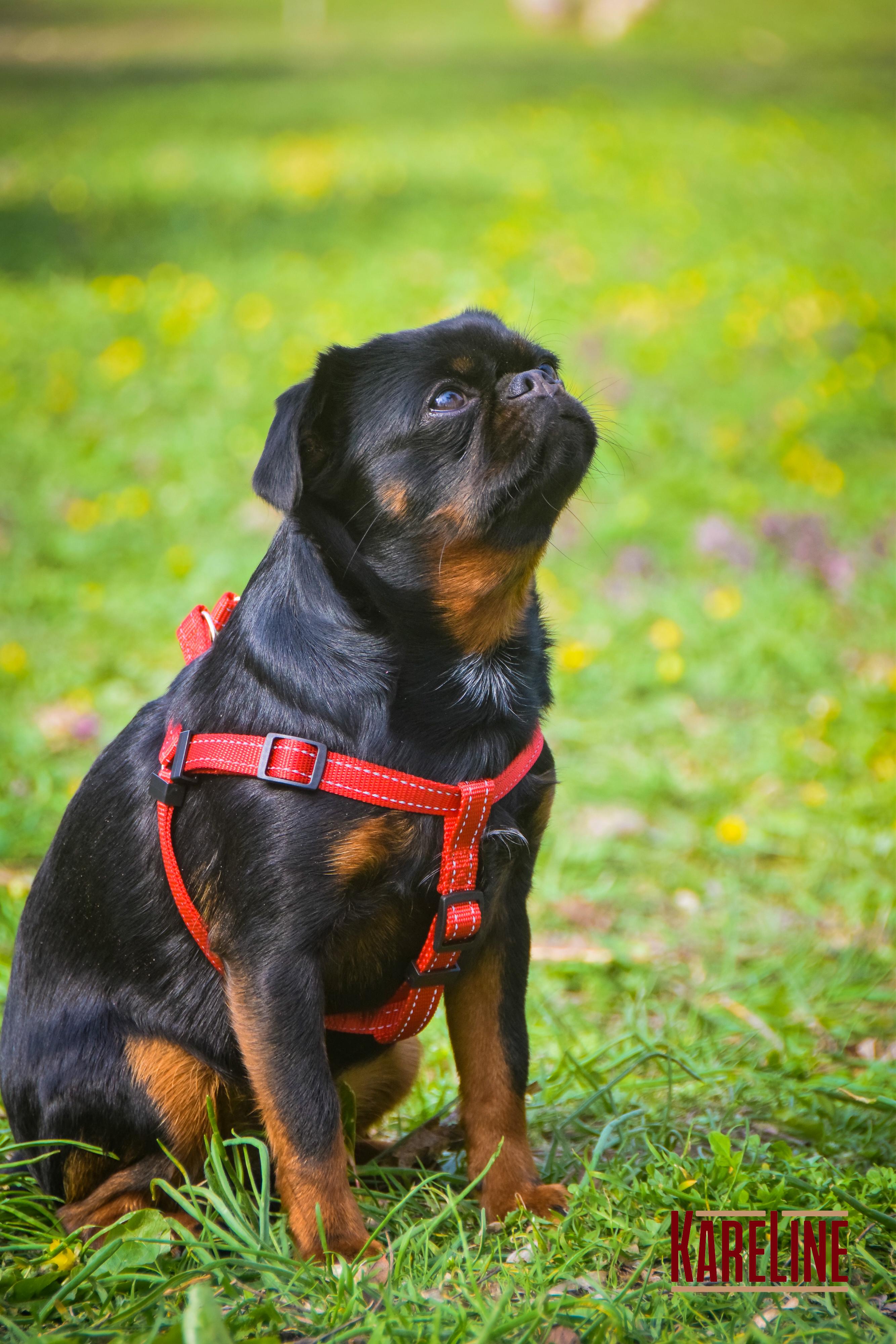 Шлея KareLine з нейлону з пластиковою пряжкою 25 мм А:500-680 мм В:500-720 мм Червоний (0864/6) - фото 3 Шлея KareLine з нейлону з пластиковою пряжкою 25 мм А:500-680 мм В:500-720 мм Червоний (0864/6) - фото 3