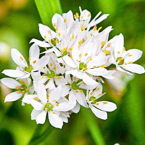 Алліум Florium Neapolitanum (10105)