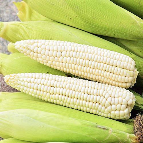 Семена Кукурудза Florium Гірський сніг (17578)