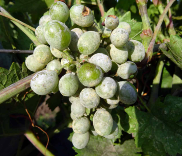 Лечебно-профилактический набор Семейный Сад Стоп Оидиум для обработки винограда на 10 л воды