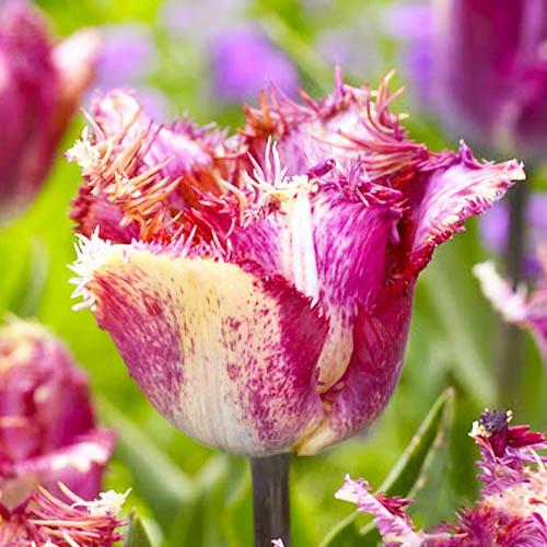 Тюльпан Florium Colour Fusion 20 шт. (18871)