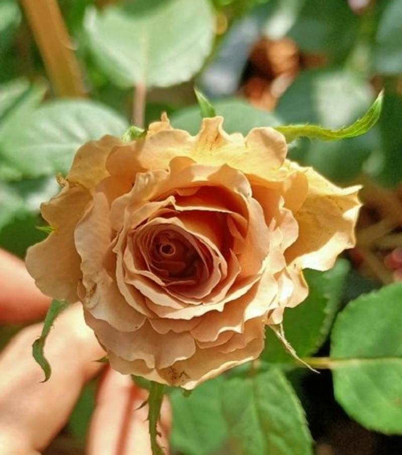 Троянда Toffee Чайно-гібридна (2669458502) - фото 7 Троянда Toffee Чайно-гібридна (2669458502) - фото 7